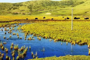 济南黄河沿岸绿化工程：黑麦草表现惊人