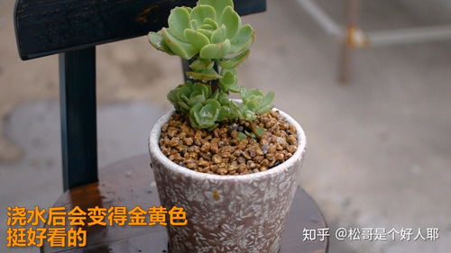 如何种花在火山石上