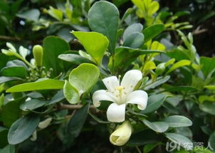 七里香花绽放，你可知其香飘七里之谜