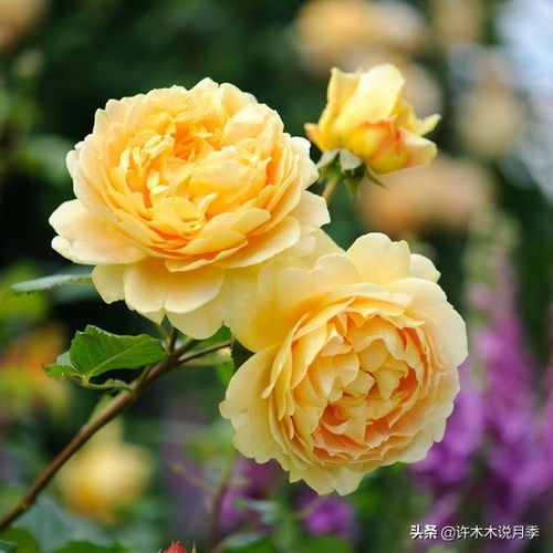 施肥充足，长得壮