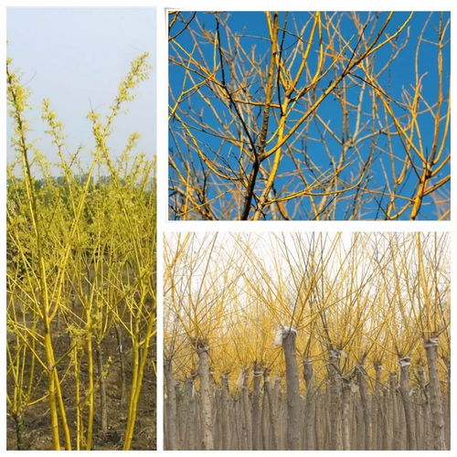 落叶乔木：豆科槐属