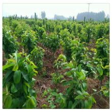 北方种植， 这些树苗不嫩错过