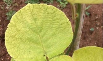 防范花叶病：秘诀在此