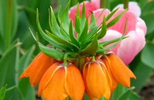 室内装饰新宠：子母盒种花指南