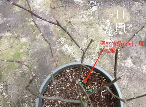 修剪技巧：打造完美曲线