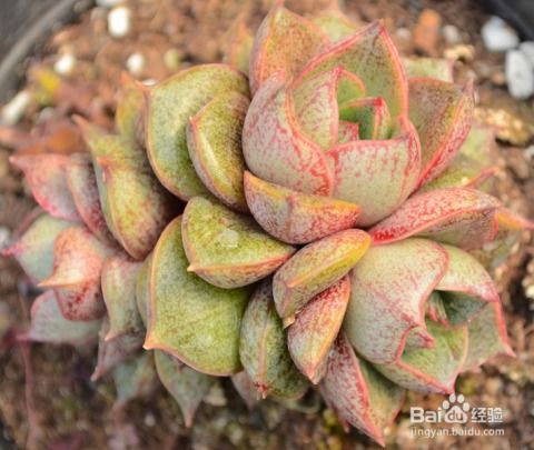 浇水要讲究时机