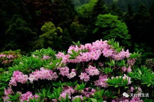 台州的杜鹃花——柴爿花