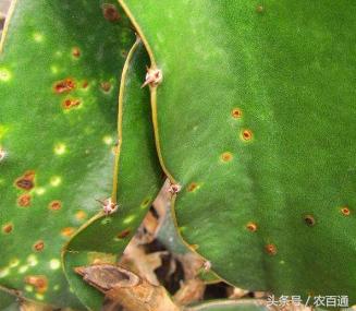 什么是火龙果溃疡病？