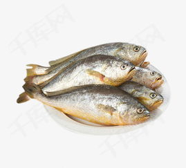 大黄鱼配合饲料喂养效果研究，探讨饲料配方对大黄鱼生长性能的影响