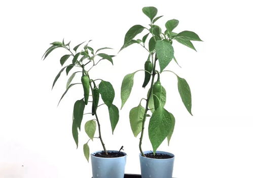 辣椒开花后的浇水问题