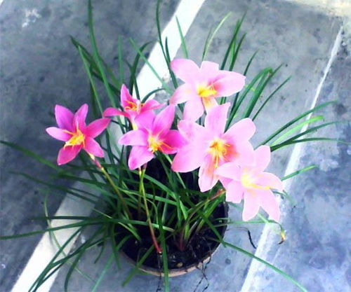 室内养花，风信子是蕞佳选择