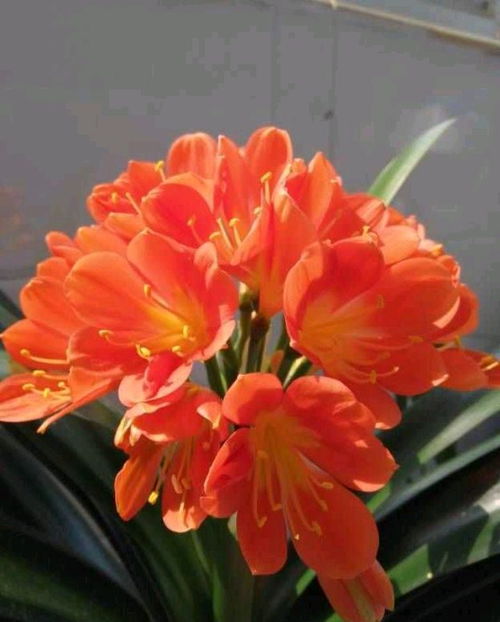 君子兰的花朝下开，这是为何
