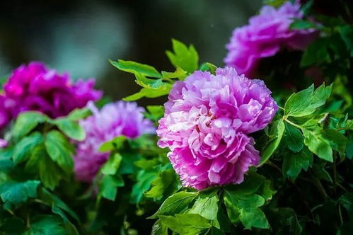 牡丹花种子怎么种？新手也能学会的种植方法