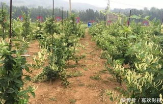 金银花种植需要哪些具体条件和管理技巧