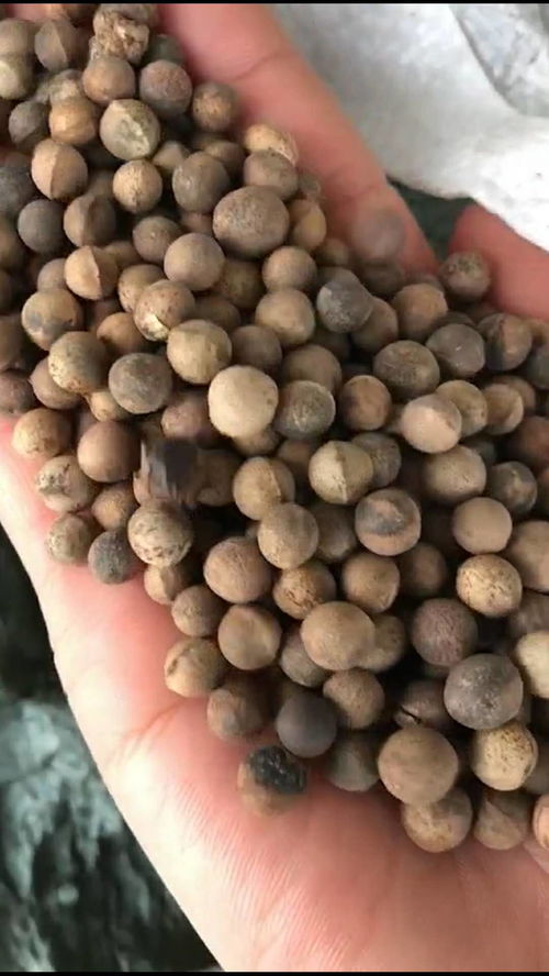 香樟树种子发芽的小秘密