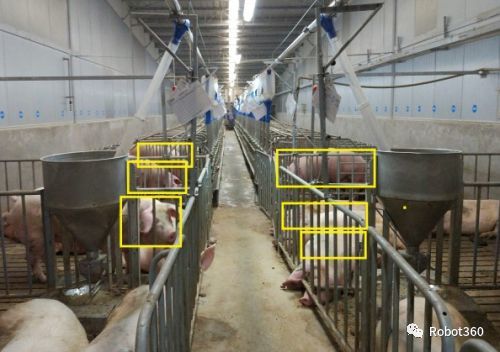 新型养猪舍，结构先进