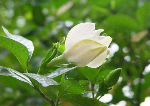 栀子花掉苞不发芽？快速救治攻略！