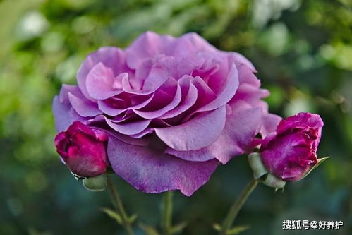 1、 渐变玫瑰品种大集合