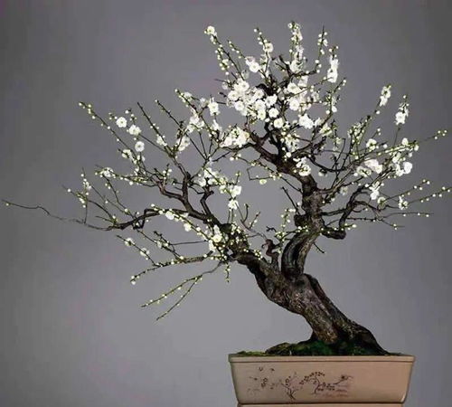 1. 选择合适的花盆