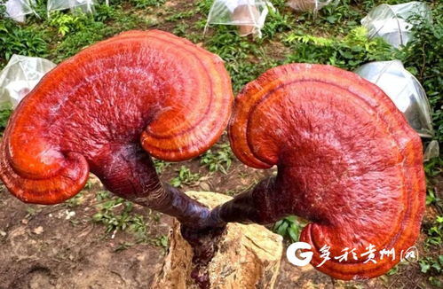 灵芝种植，农药的抉择