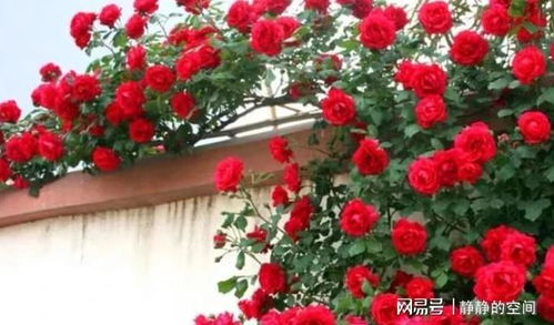 红木香的生命力