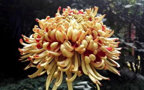 菊花生产保鲜大揭秘：农药那些事儿