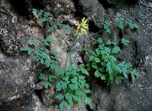 意想不到的食物来源