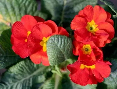 推荐那些让人心花怒放的品种