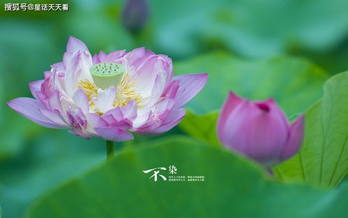 财位是关乎财富运程的， 招财植物Zui适合放在**财位上，在**内的财位上面摆放一些盛的盆景等植物，Ke以使**财运继续旺盛，运势愈加，有**的功效。Ke以用来招财的盆景hen多， 但花叶必须圆润、丰厚，不可摆放如仙人掌、针叶类、葛藤类、杜鹃、带刺类植物，以免招致小人，影响店里的财运。