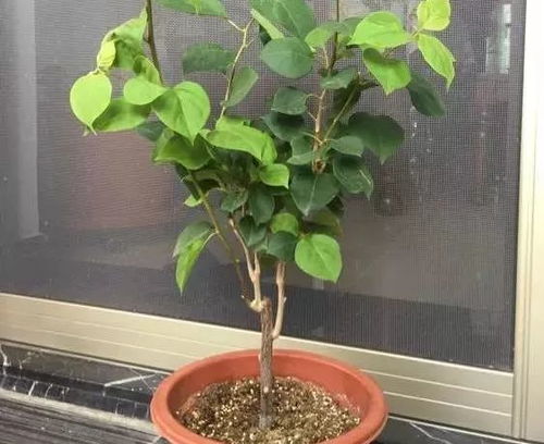 月季修剪， 美丽背后的秘密