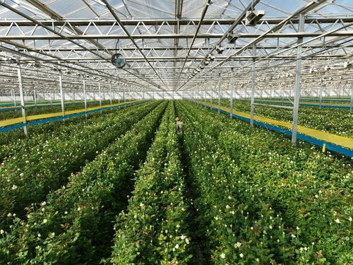 甘肃的植物宝藏