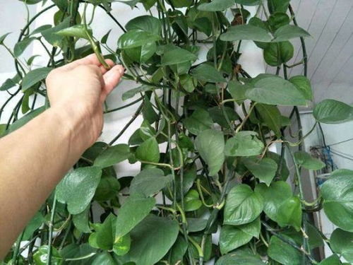 误区解析：树叶越厚越好？大错特错！