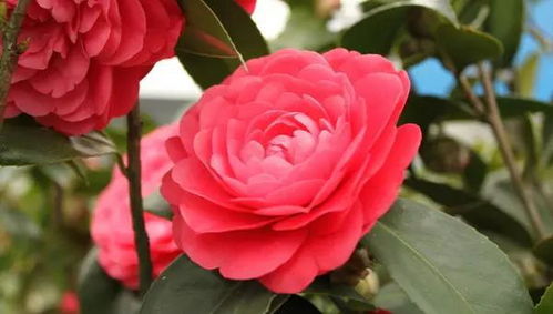 山茶花, 那花儿里的花儿