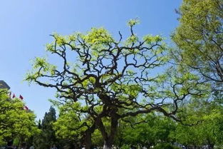 内蒙古：一片神秘的大地， 种植名贵树木的宝地