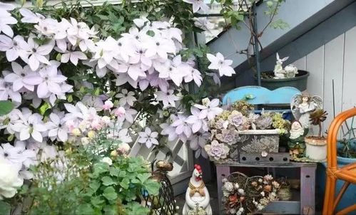 改过空中花园， 改善微气候