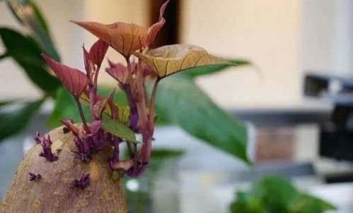 巴西木开花没毒？需通风避免花香浓郁影响健康