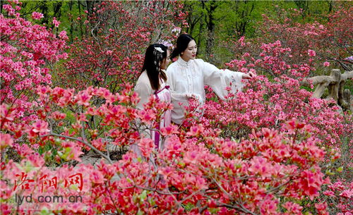 紫色杜鹃花，品种揭秘