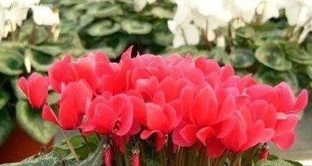 营养不足的影响