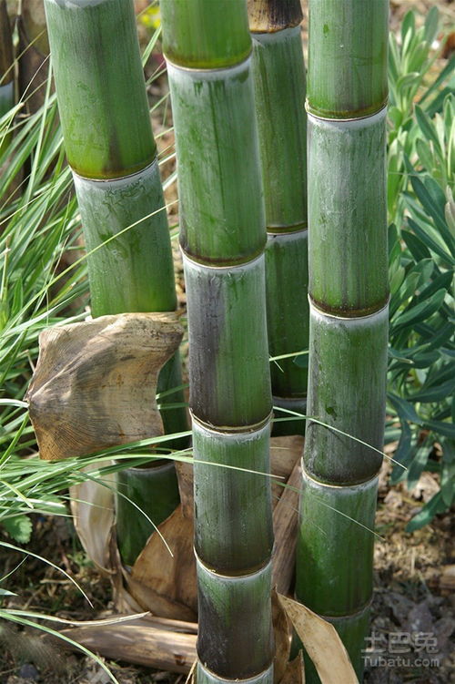 竹子的种类和价格