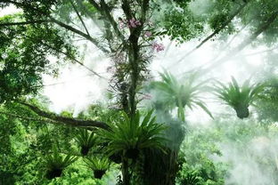 铁树种植最佳时期揭秘：把握时机，繁花似锦！