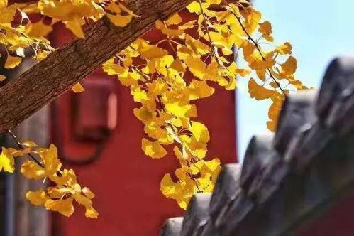 突然想到个冷知识：故宫红墙配金叶虽然美， 但那些金灿灿的多是银杏，真正嫩红透半边天的还得堪老枫树。