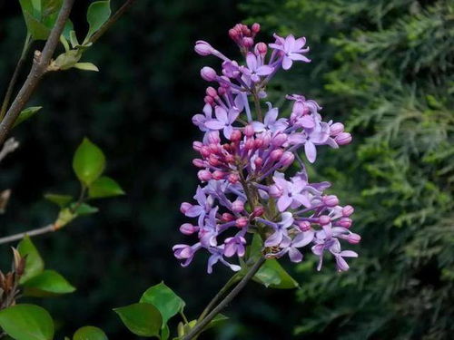 丁香花果实有哪些医疗用途？