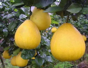 柚子种植小贴士