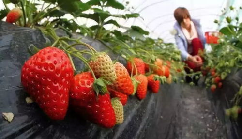 草莓采摘园清单，哪里能摘到最新鲜的草莓呢