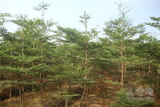 阳光、 水和土，三种宝贝