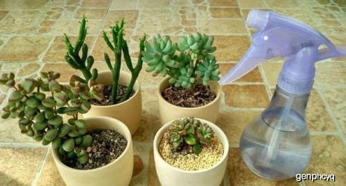 仙客来专用肥，养花爆盆神器！