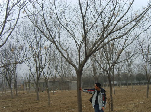 合欢树枯萎病的防治方法