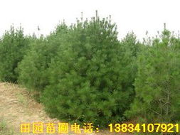 市政园林工程：树种选择与价格波动