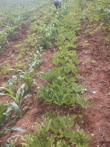 魔芋种植过程中的注意事项