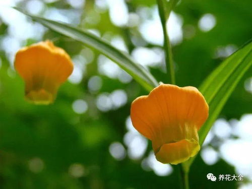 宫灯百合，花如其名
